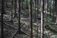 SKL2026_Trailfoxy-174